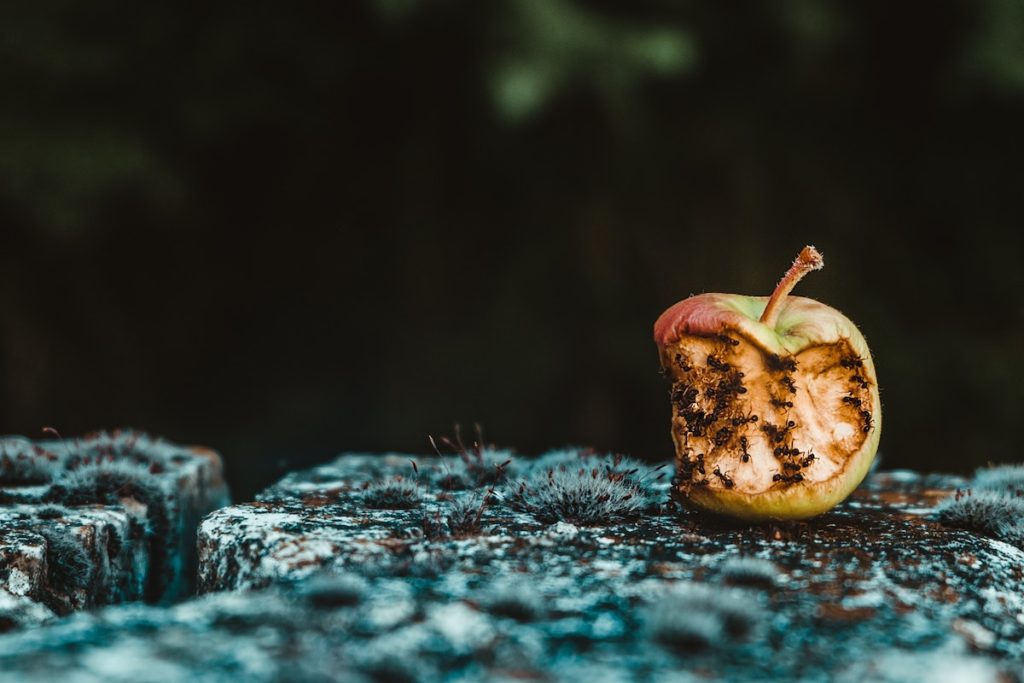 An old, mush apply with bites out of it and covered in ants sits on a rock. 